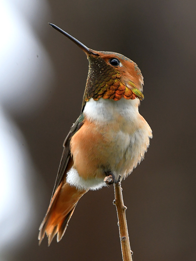 Hummer.jpg