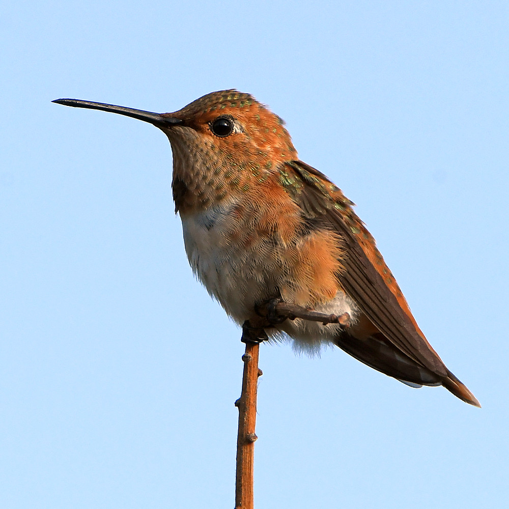 Hummer.jpg