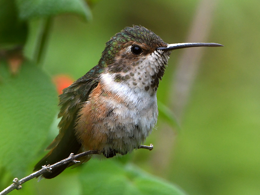 Hummer.jpg