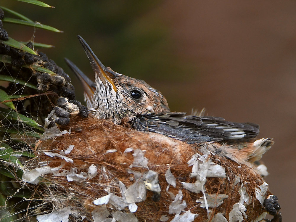 Hummer.jpg