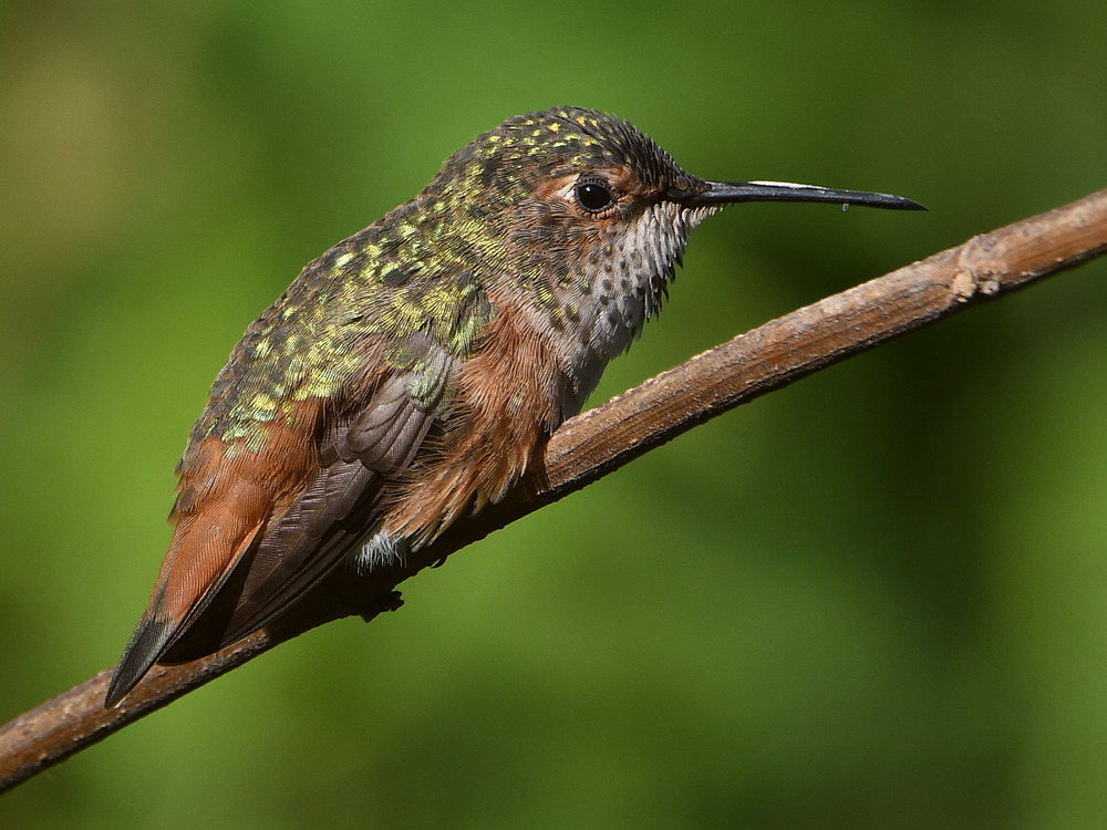 Hummer.jpg