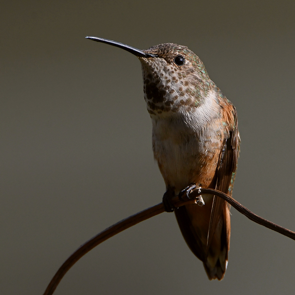 Hummer.jpg