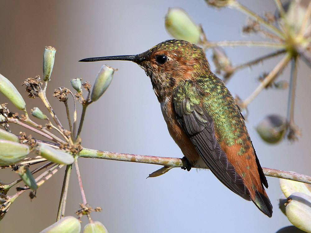 Hummer.jpg
