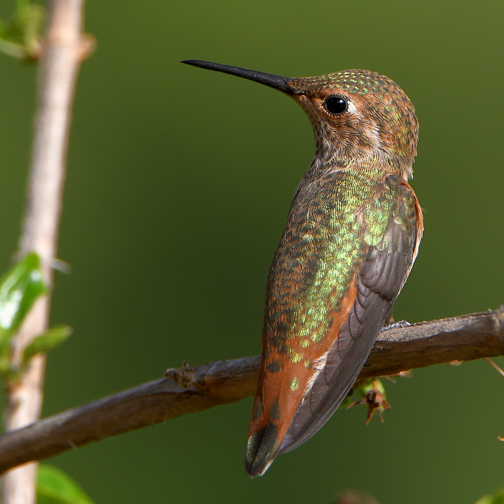 Hummer.jpg
