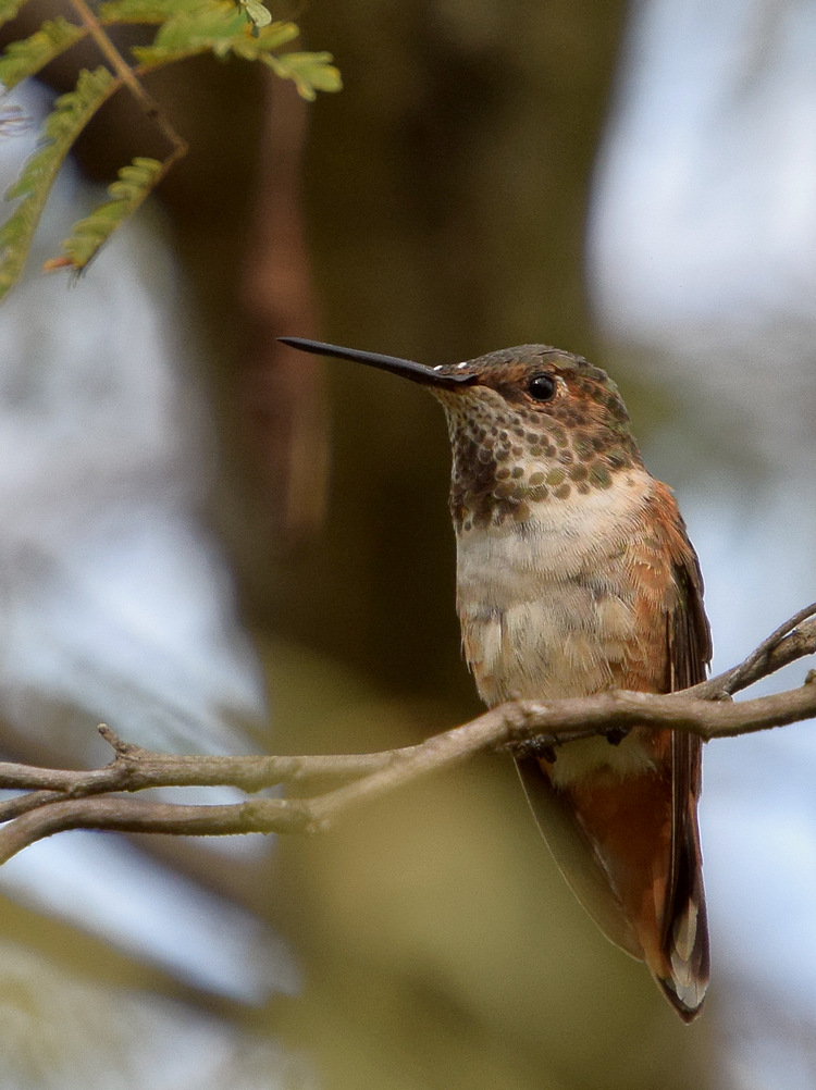 Hummer.jpg