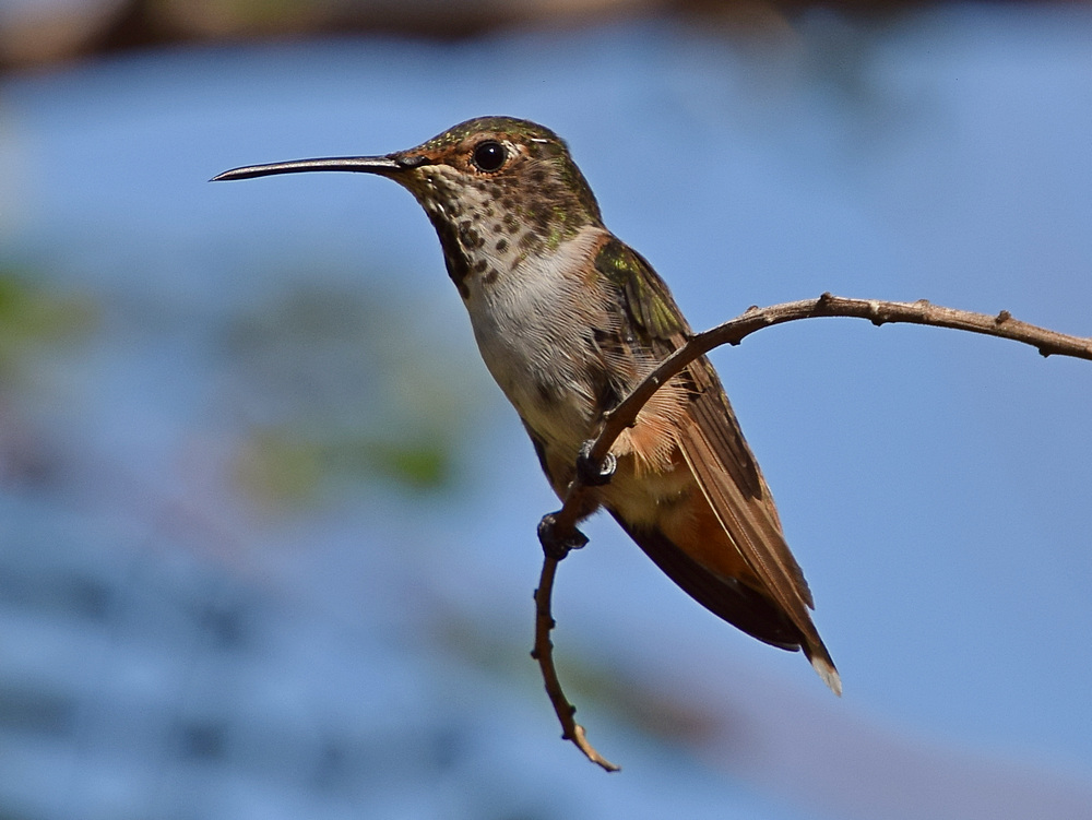 Hummer.jpg