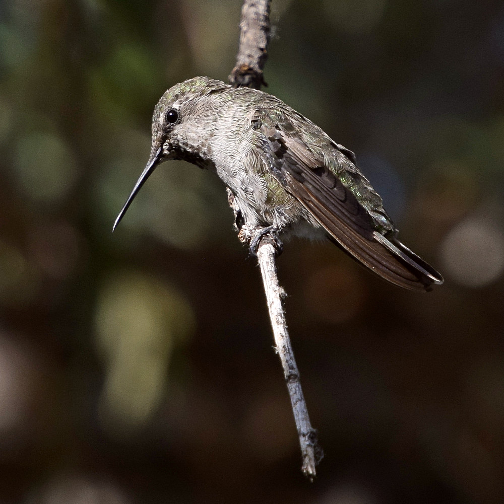 Hummer.jpg