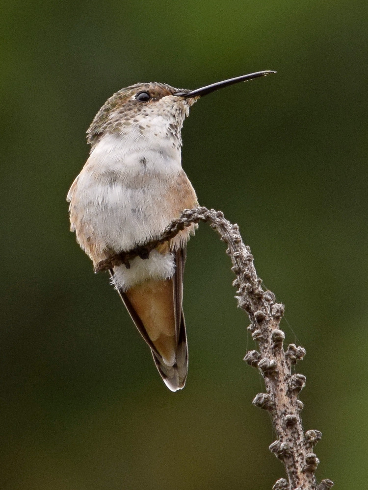 Hummer.jpg