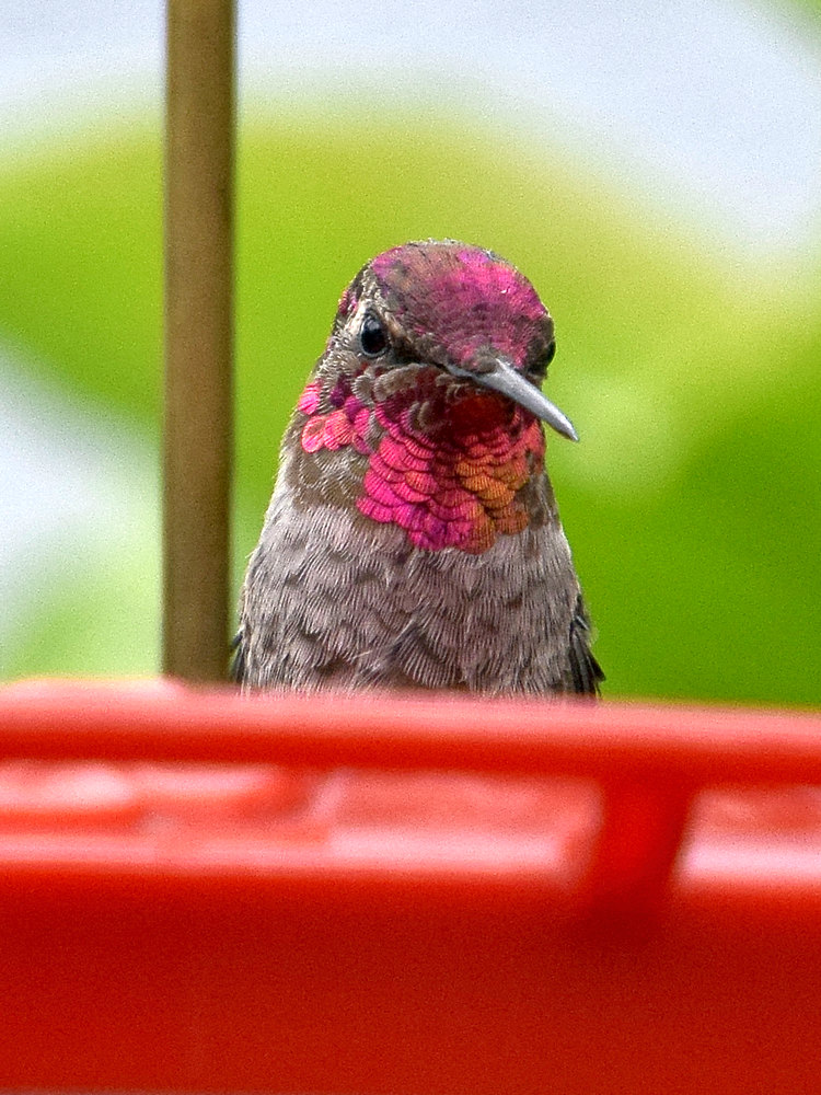 Hummer.jpg