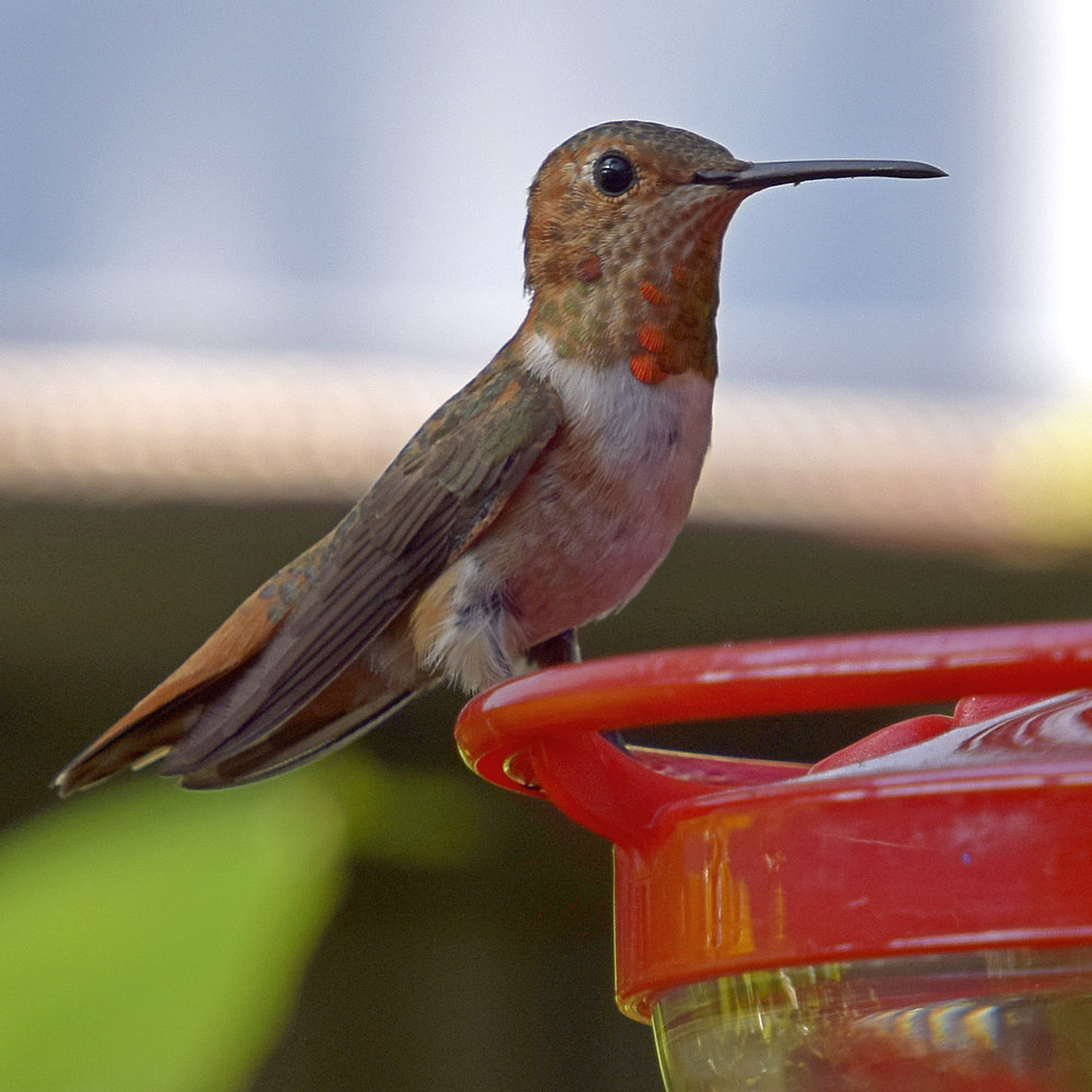 Hummer.jpg