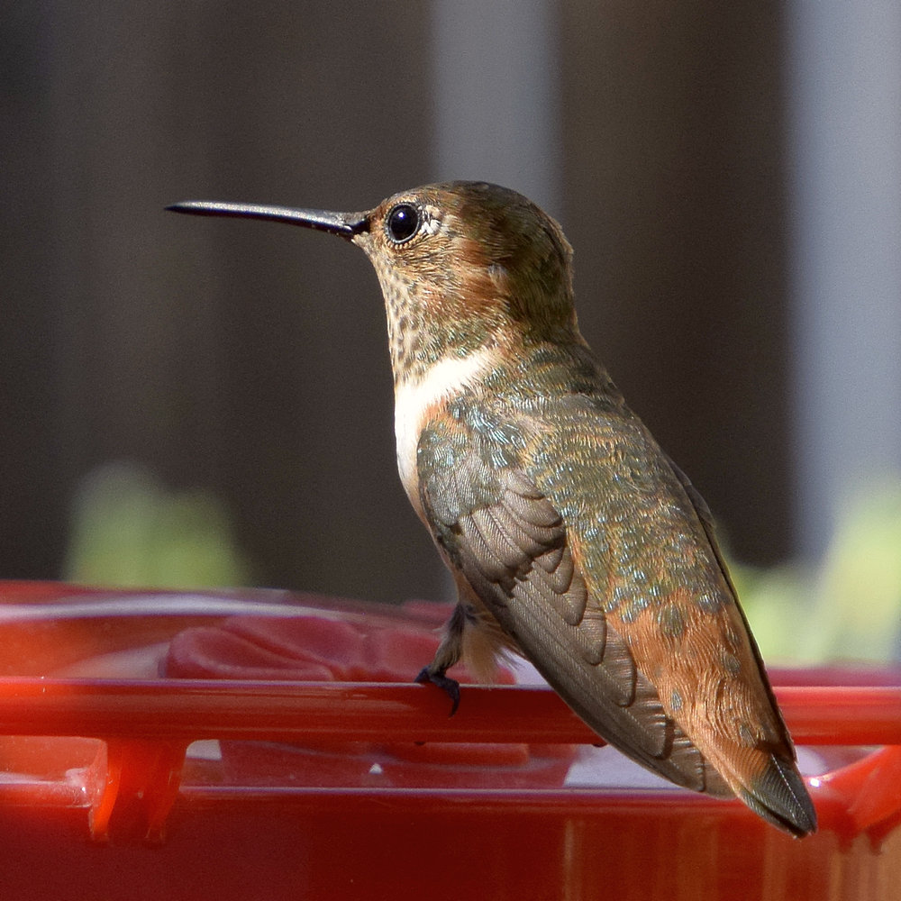 Hummer.jpg