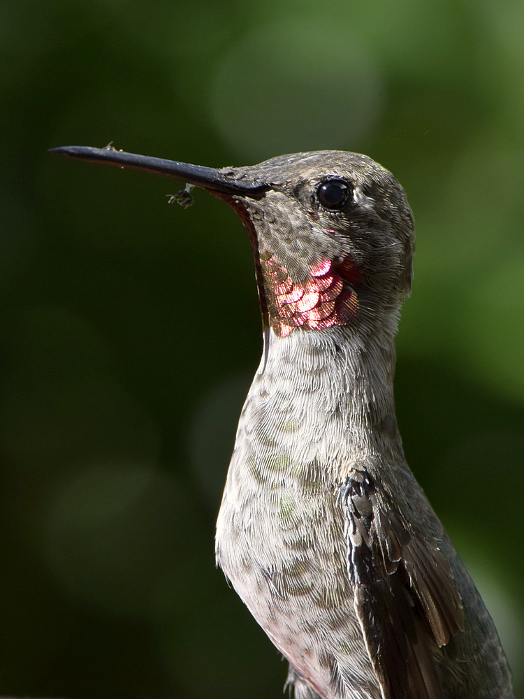 Hummer.jpg