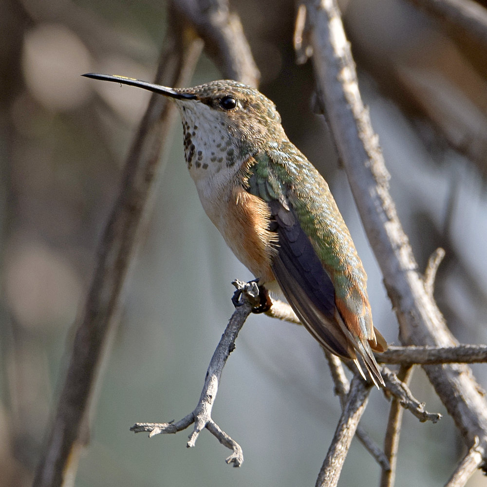 Hummer.jpg