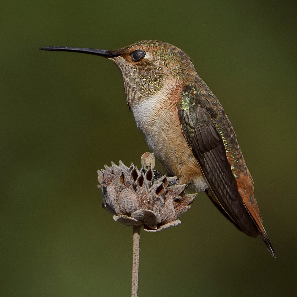 Hummer.jpg