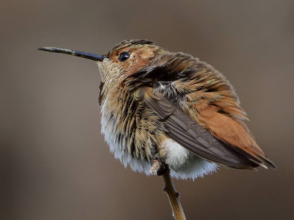 Hummer.jpg