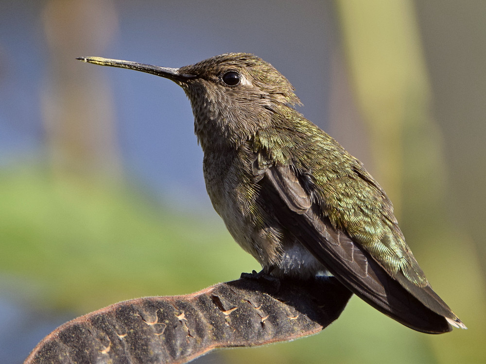 Hummer.jpg