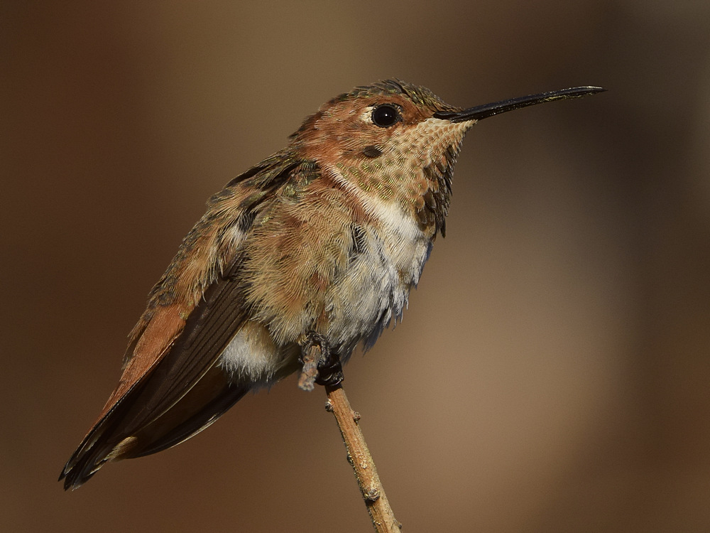 Hummer.jpg
