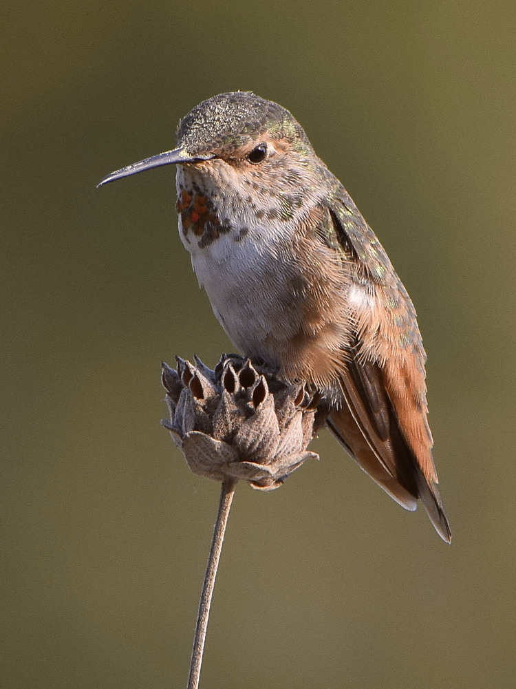 Hummer.jpg