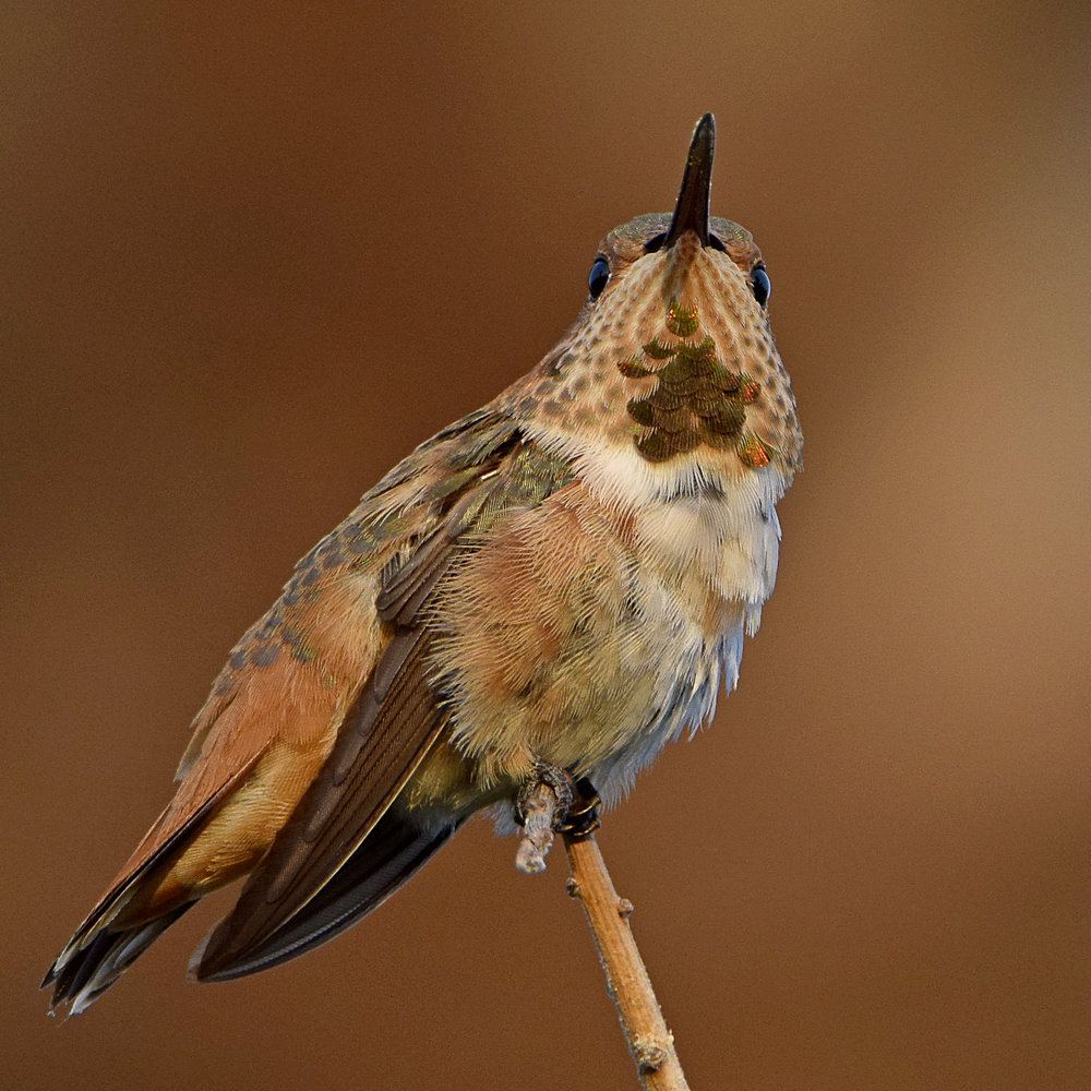 Hummer.jpg