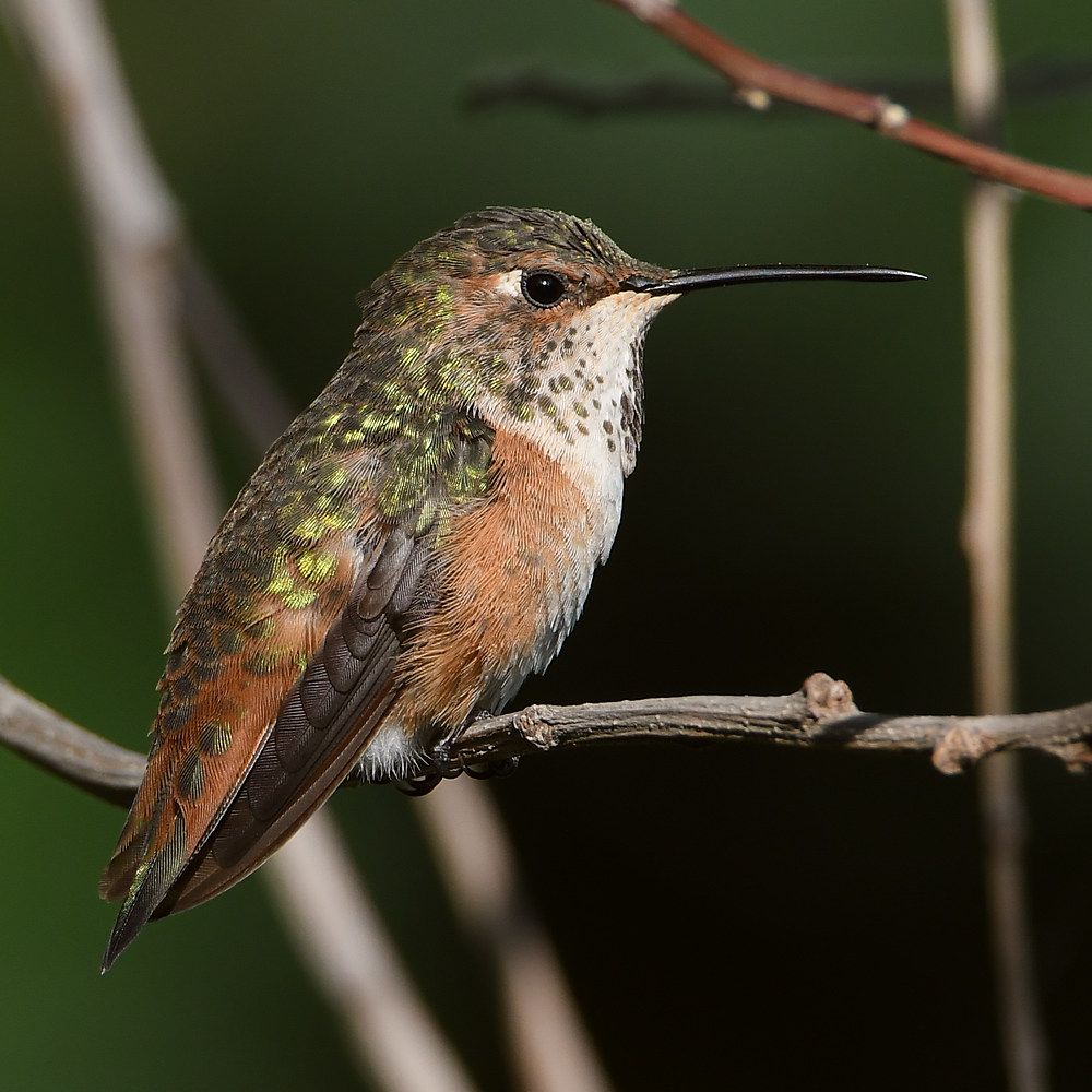 Hummer.jpg