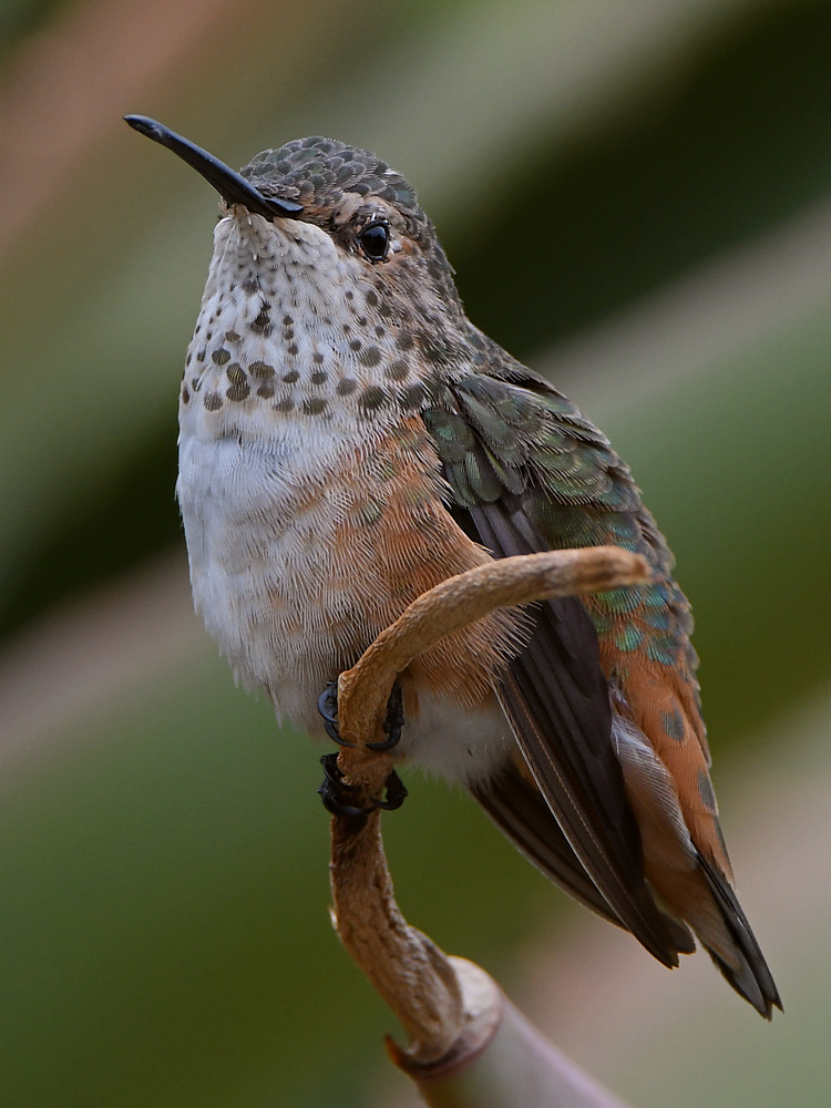 Hummer.jpg
