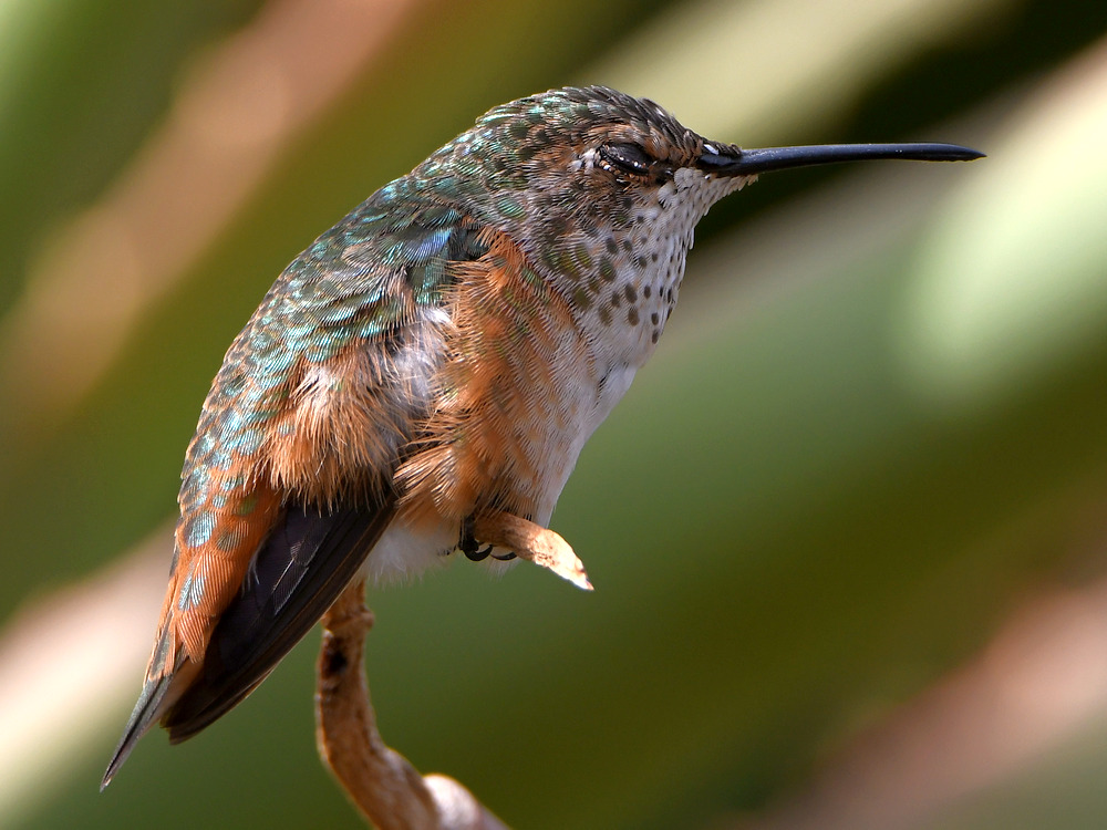 Hummer.jpg