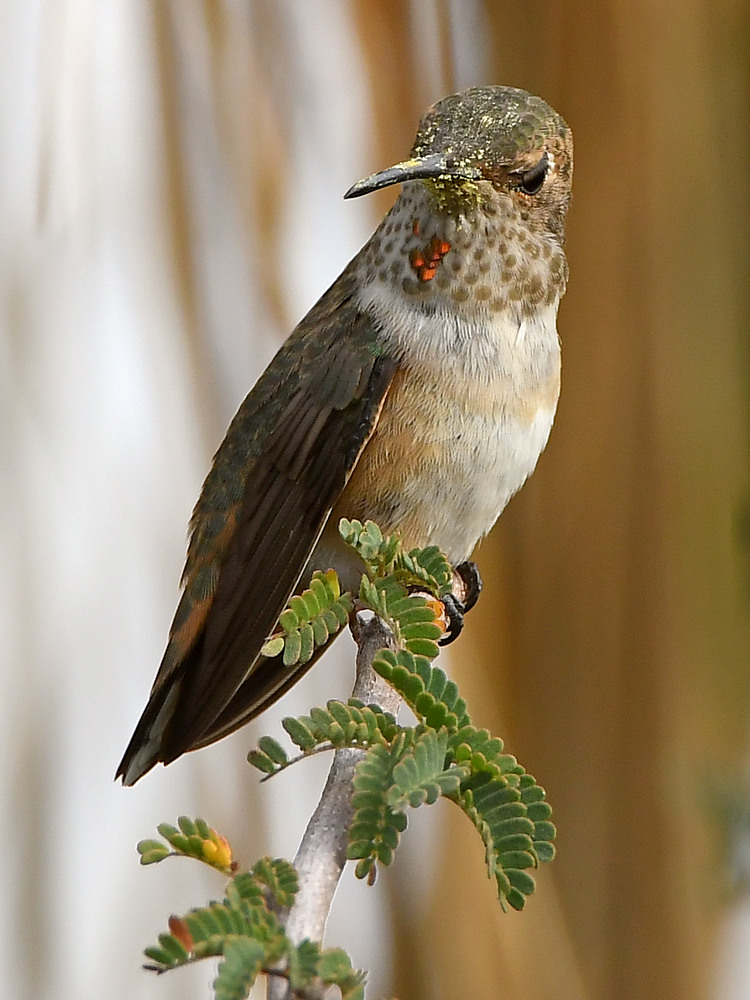 Hummer.jpg
