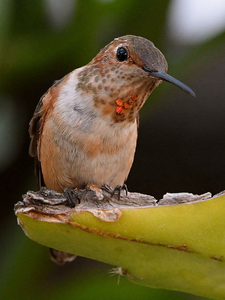 Hummer.jpg