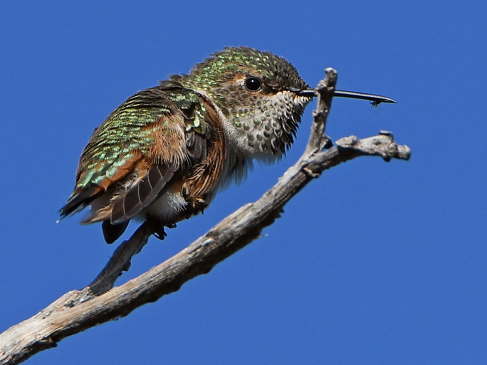 Hummer.jpg