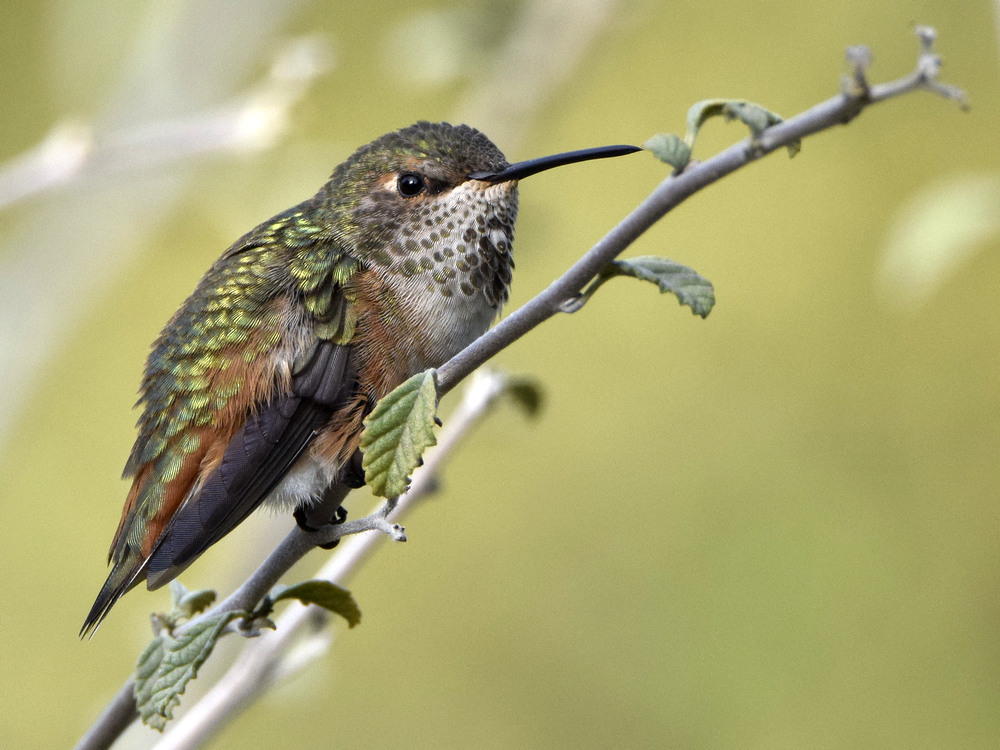 Hummer.jpg