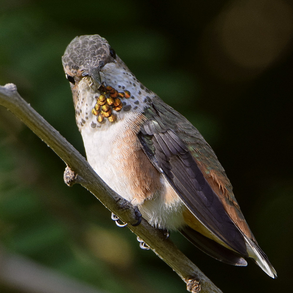 Hummer.jpg