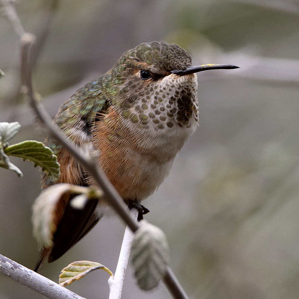 Hummer.jpg