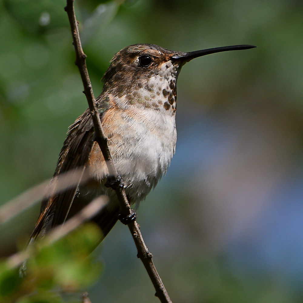 Hummer.jpg