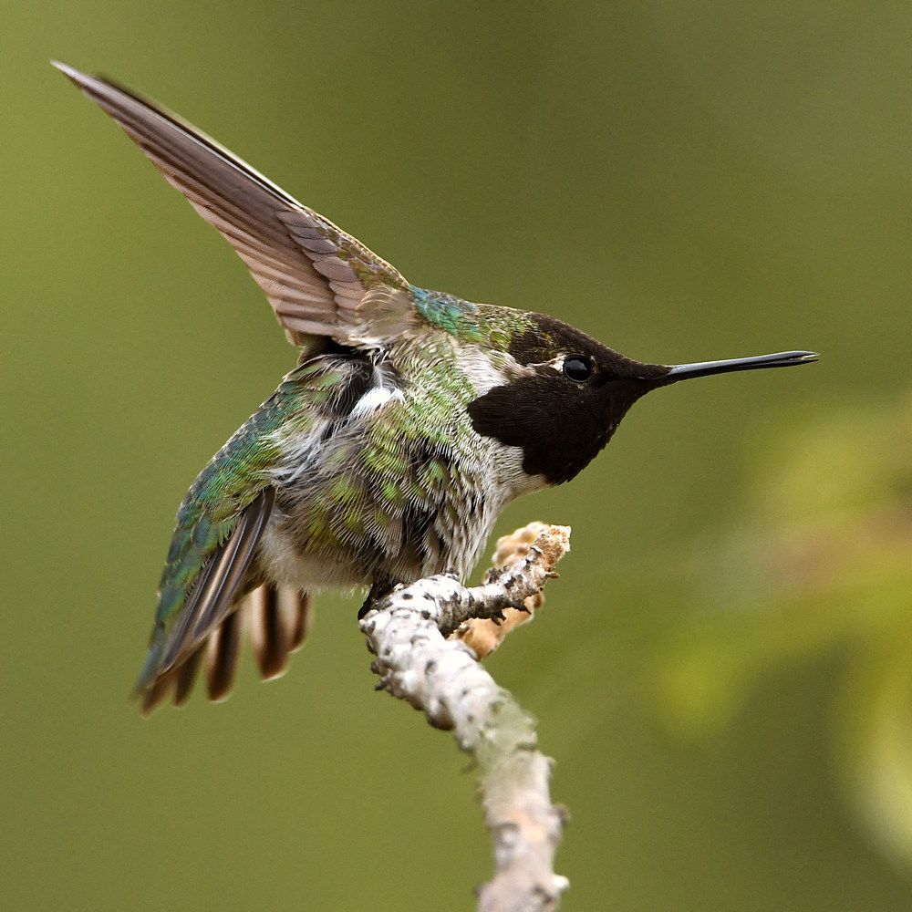 Hummer.jpg
