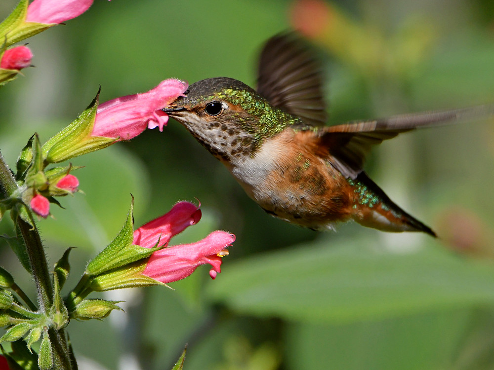 Hummer.jpg
