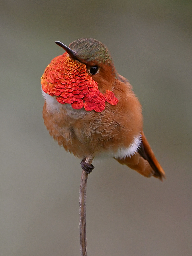 Hummer.jpg