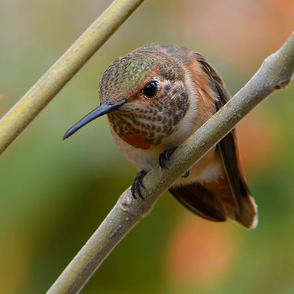 Hummer.jpg