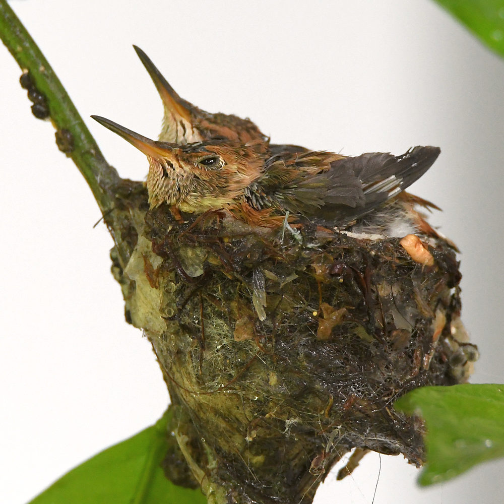Hummer.jpg