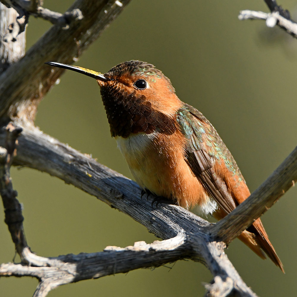 Hummer.jpg