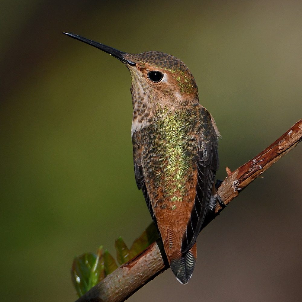 Hummer.jpg