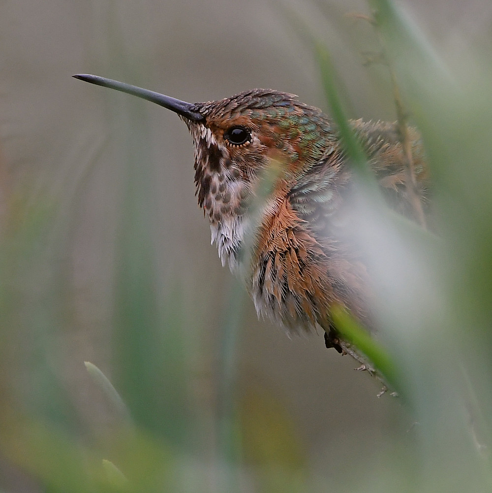Hummer.jpg