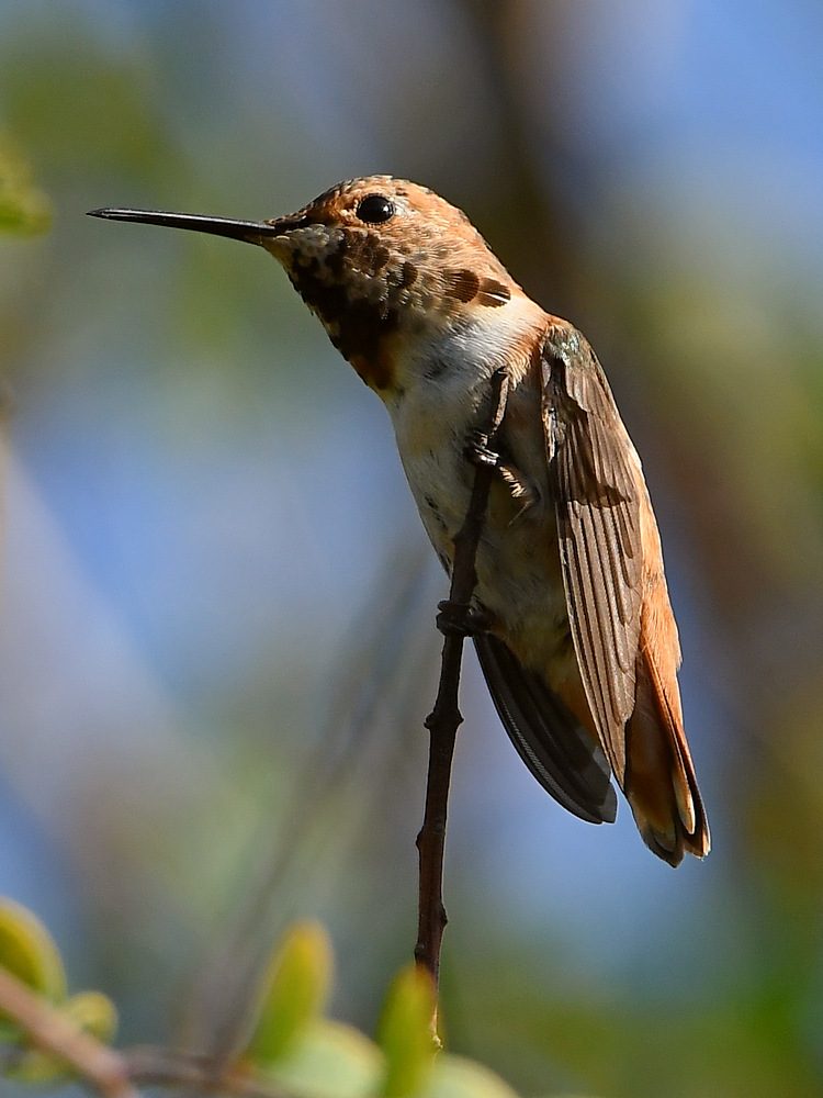 Hummer.jpg