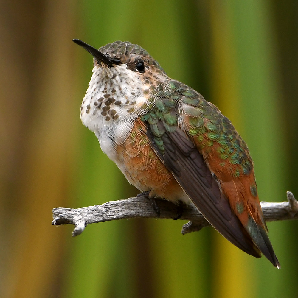 Hummer.jpg