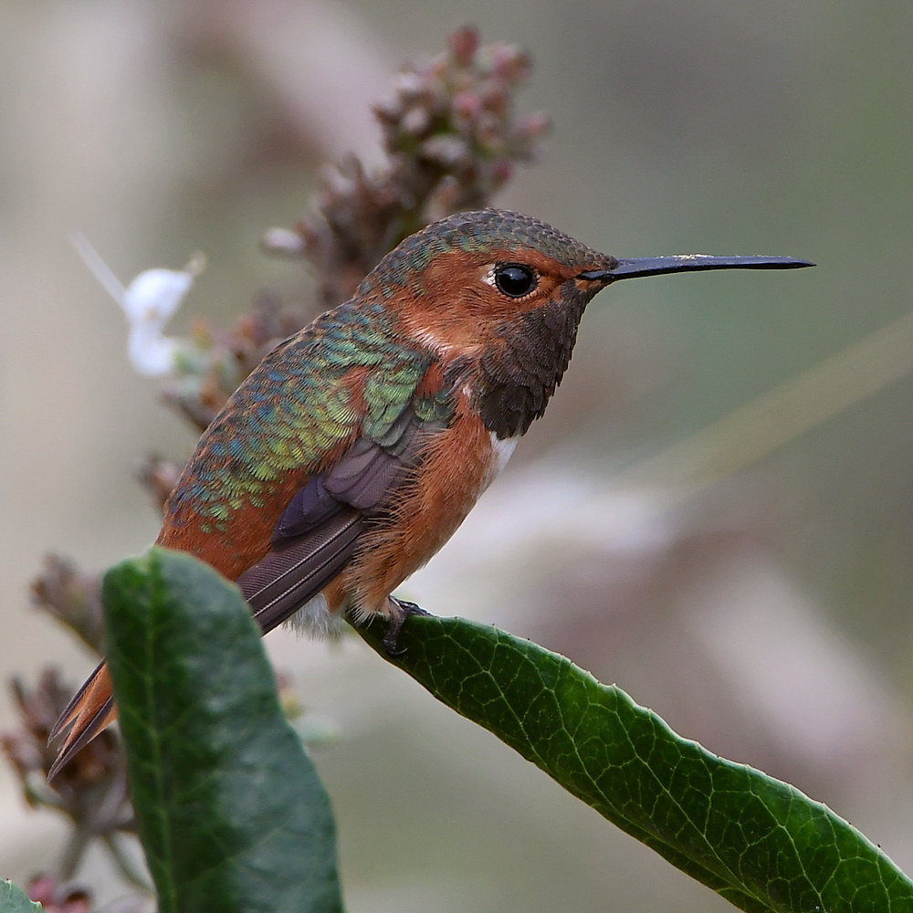 Hummer.jpg