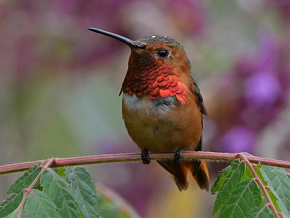 Hummer.jpg