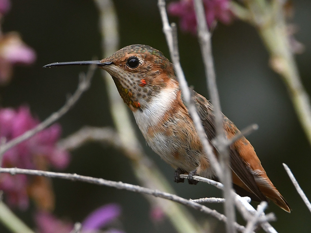 Hummer.jpg