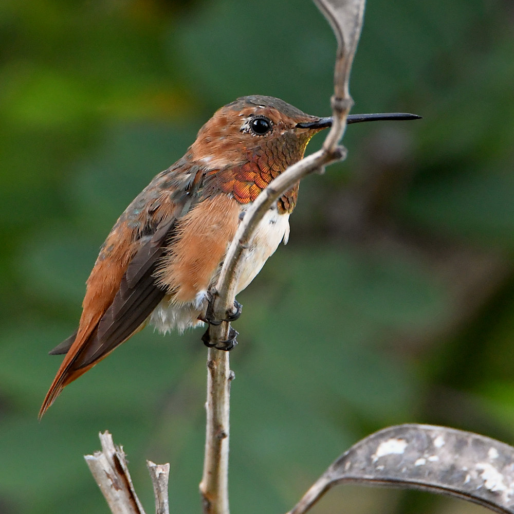 Hummer.jpg