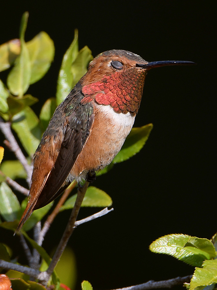 Hummer.jpg