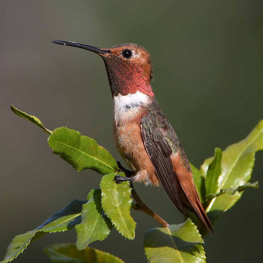 Hummer.jpg