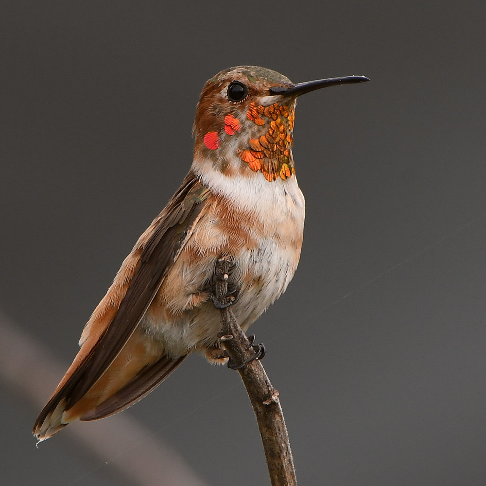 Hummer.jpg